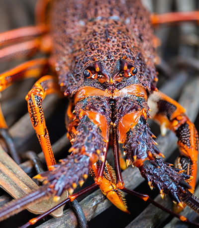 A Tristan da Cunha lobster